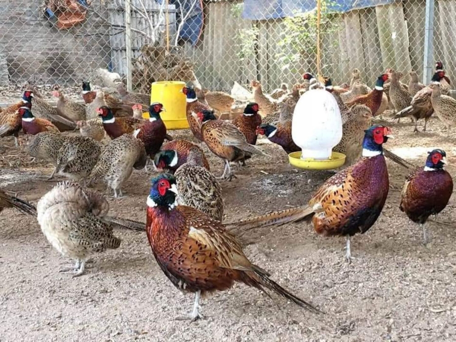 Kỹ thuật nuôi chim trĩ - Nông Trại Xanh Phương Nam