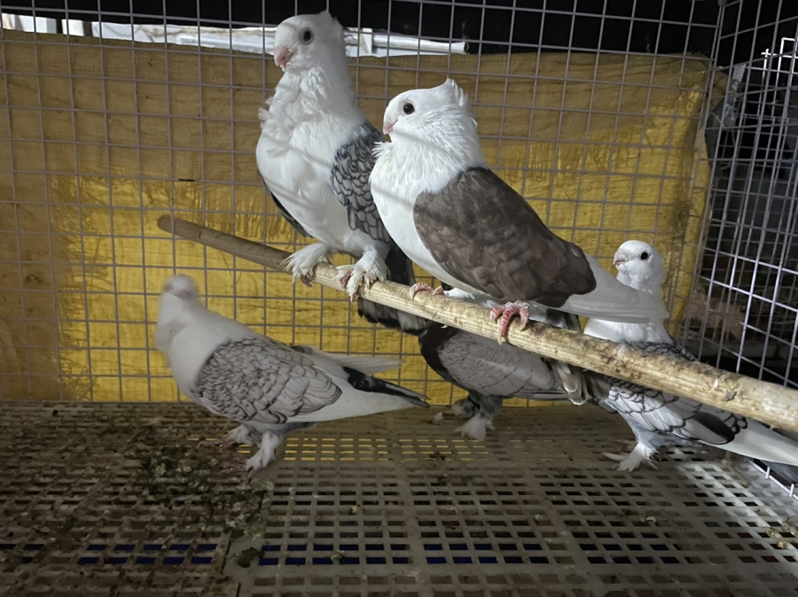 Bồ câu vảy cá (Vảy cánh, Satinette Pigeons)