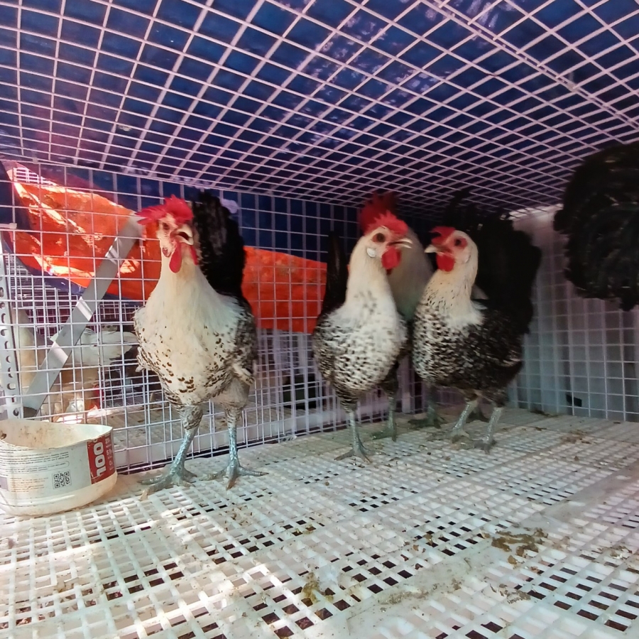 MÔ HÌNH NUÔI GÀ SẠCH TRÊN SÂN THƯỢNG: GIẢI PHÁP THÔNG MINH CHO HỘ GIA ĐÌNH THÀNH PHỐ