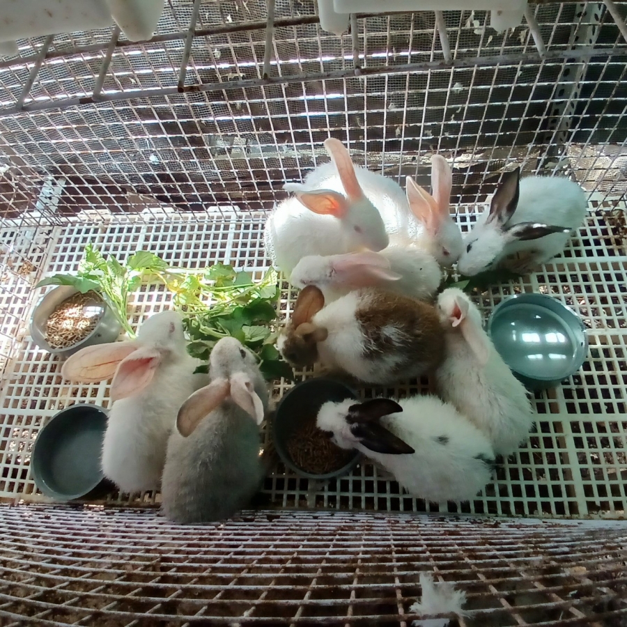 MÔ HÌNH - NUÔI THỎ THẢ VƯỜN - TIẾT KIỆM VÀ HIỆU QUẢ KINH TẾ CAO