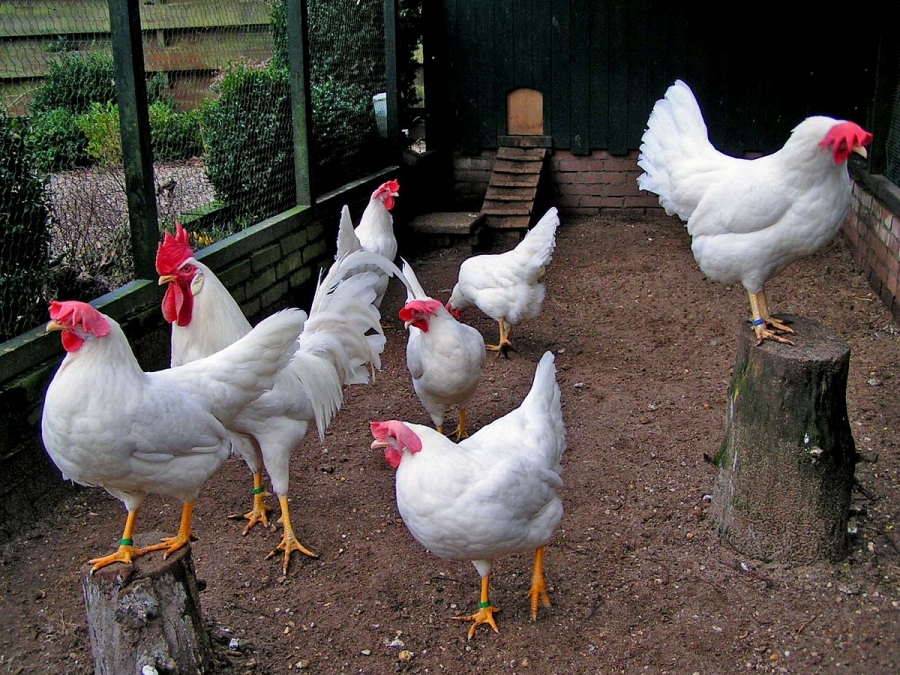 Gà siêu trứng trắng - Leghorn
