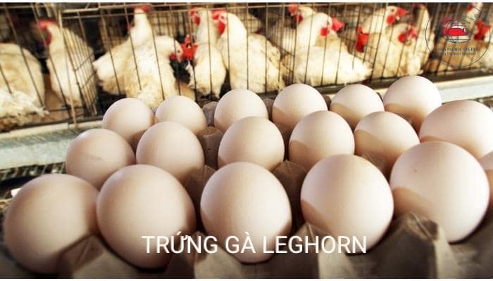 Gà siêu trứng trắng - Leghorn