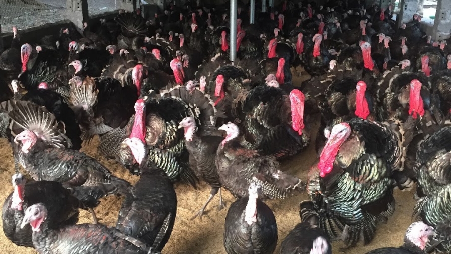 Giống Gà Tây Huba, tại sao là lựa chọn tối ưu cho nhà Nông?