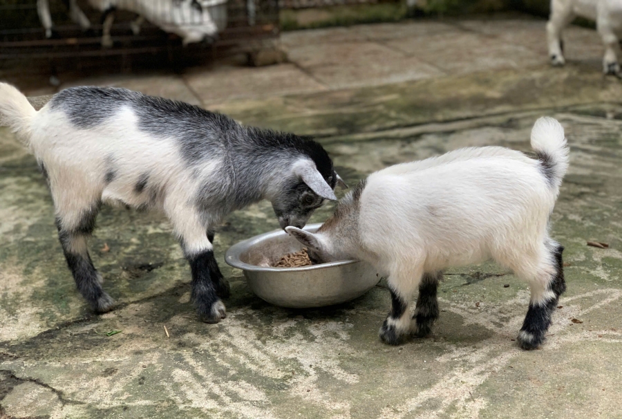 Dê lùn Punny – “ngôi sao thân thiện” không thể thiếu tại Farm du lịch