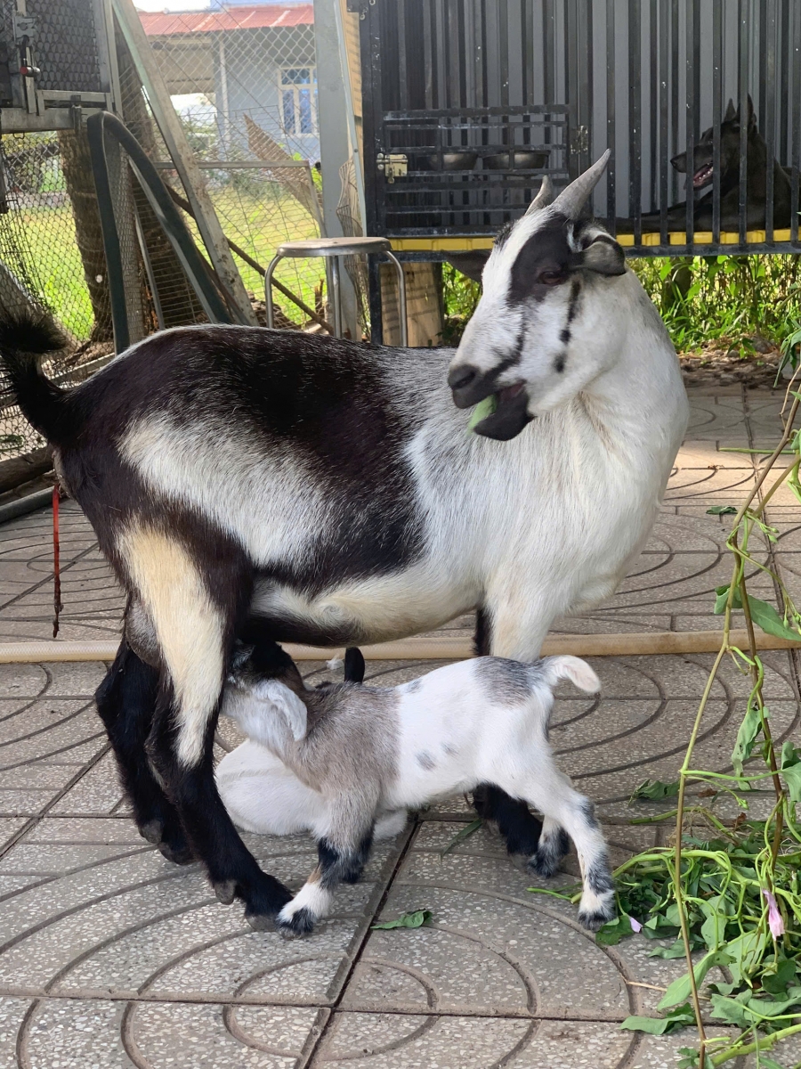 Dê lùn Punny – “ngôi sao thân thiện” không thể thiếu tại Farm du lịch