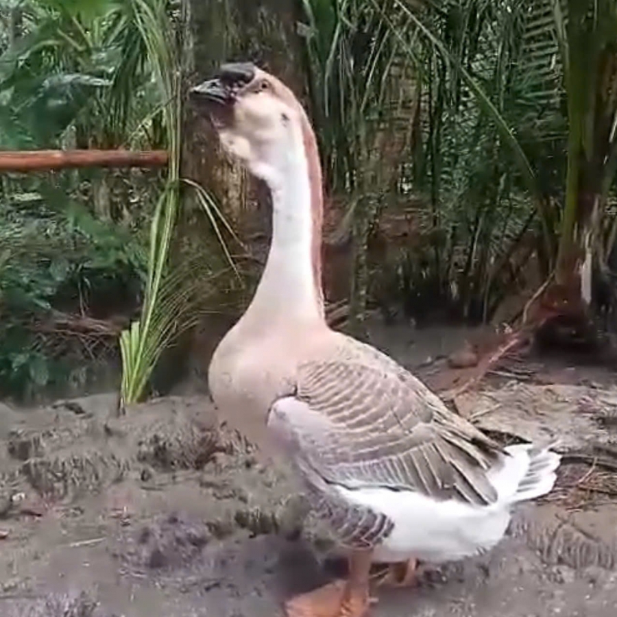 Ngỗng Sư Tử Thuần Việt Nam – Giống Ngỗng To Khỏe, Dễ Nuôi, Hiệu Quả Kinh Tế Cao