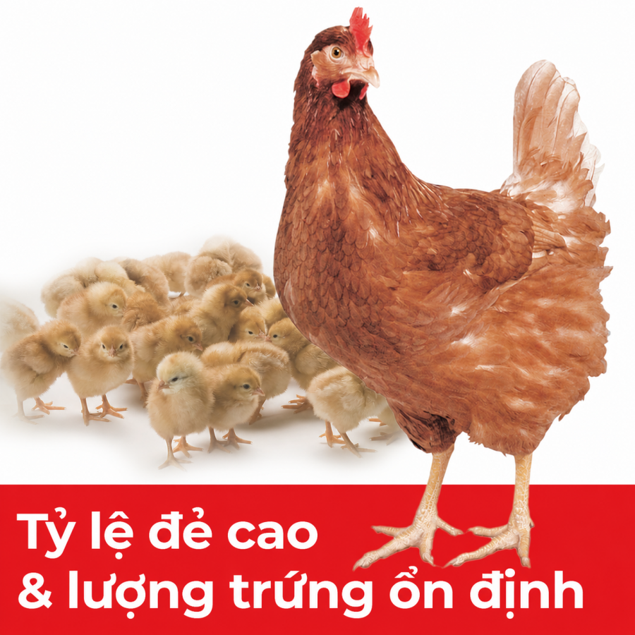 Top 5 giống gà siêu trứng đẻ nhiều trứng nhất hiện nay