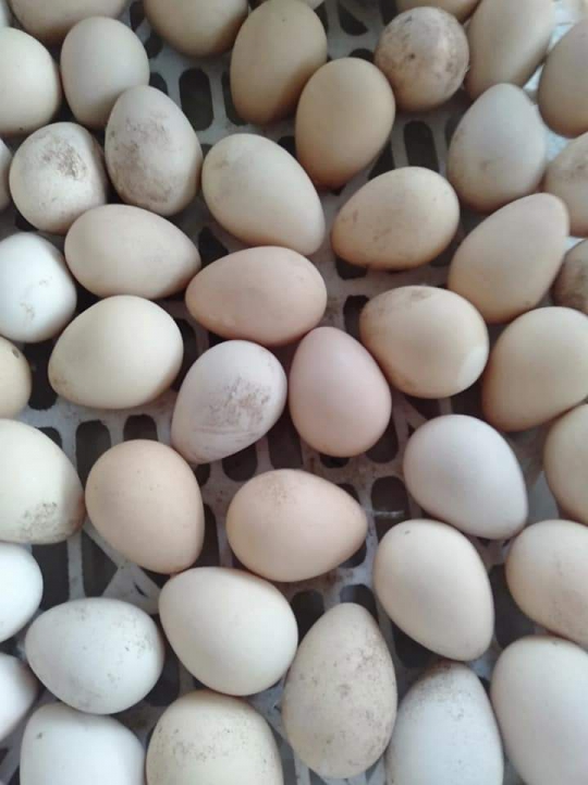 Trứng gà thả vườn (Organic)