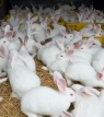 Philippines ngày càng tiêu thụ nhiều thịt thỏ