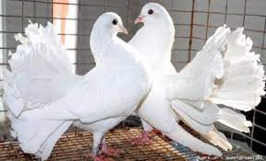 Bồ Câu Rẻ Quạt (spread tail pigeons)