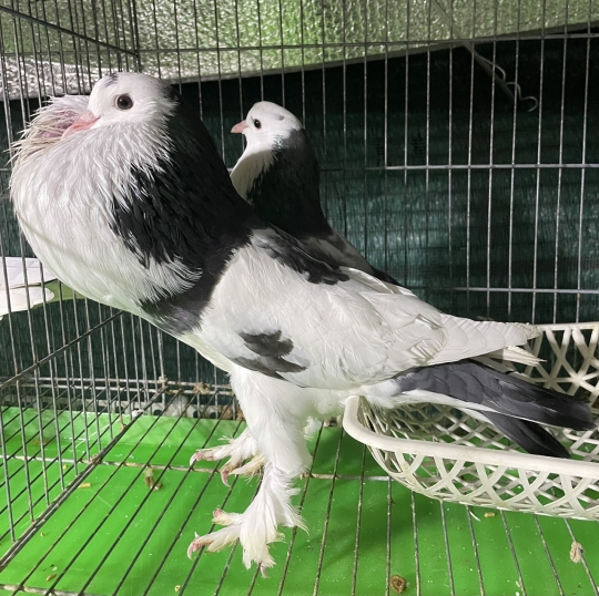 Bồ câu thổi kèn (Pouter Pigeons)