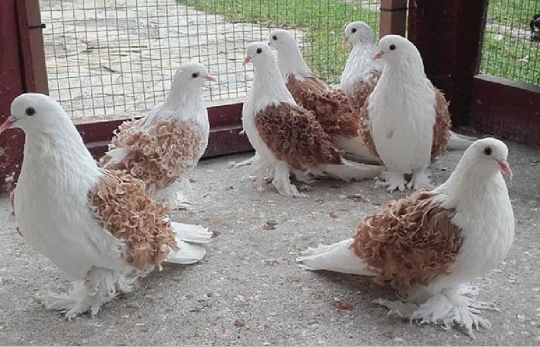 Bồ câu bông gòn (Frillback Pigeons)