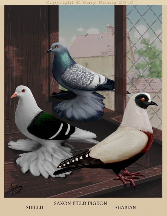 Bồ câu Nữ Hoàng (Saxon Field Pigeons)
