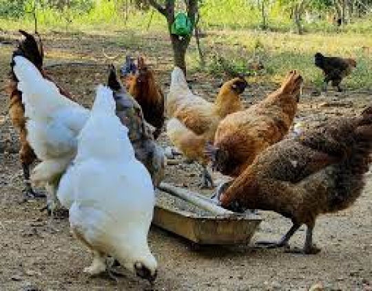 Mô hình nuôi Gà Thảo Dược, Hướng đi mới trong chăn nuôi