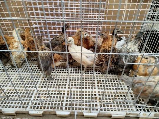 MÔ HÌNH NUÔI GÀ SẠCH TRÊN SÂN THƯỢNG: GIẢI PHÁP THÔNG MINH CHO HỘ GIA ĐÌNH THÀNH PHỐ
