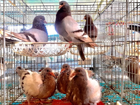 So sánh hai giống bồ câu nuôi thương phẩm quy mô lớn: Bồ câu Titan Pháp và Titan Thái