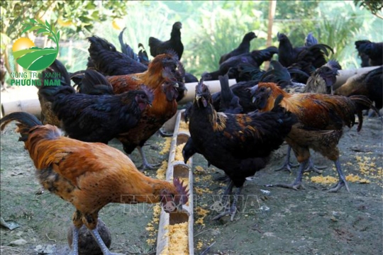 Quy Trình Chăn Nuôi Gà Sạch Như Thế Nào Cho An Toàn?