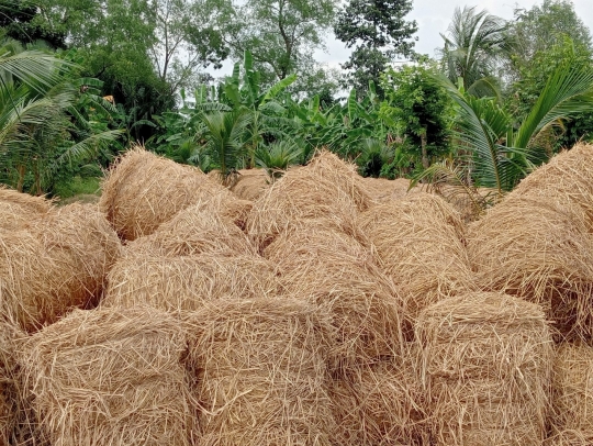 Rơm khô