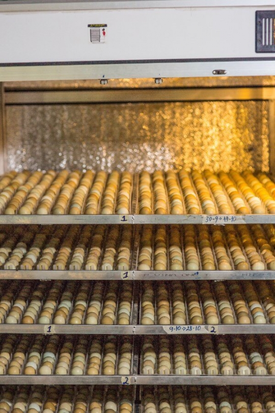 Kỹ thuật ấp trứng chim trĩ