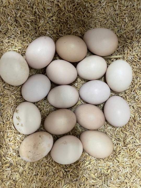 TRỨNG SẠCH – GIẢI PHÁP DINH DƯỠNG AN TOÀN CHO GIA ĐÌNH VIỆT