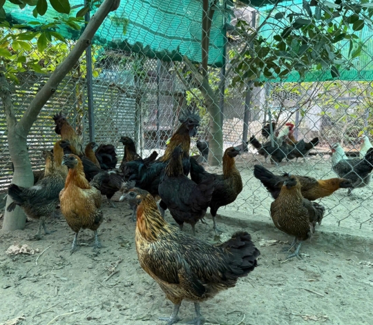 Top 10 Giống gà thịt được ứu chuộng nhất Việt Nam