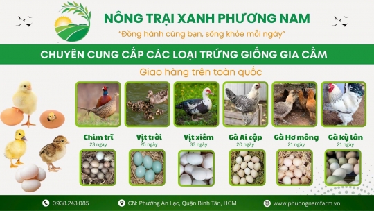 Trứng giống gia cầm - Giải pháp cho nông hộ vùng xa chưa có đêì kiện vận chuyển con giống