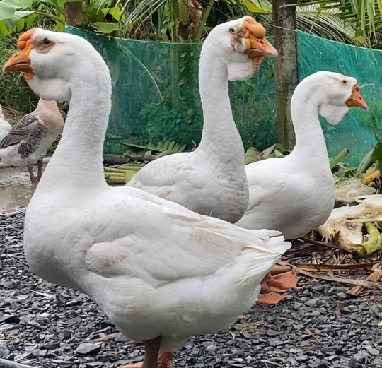 Ngỗng Giống - các loại ngỗng thị trường phổ biến hiện nay