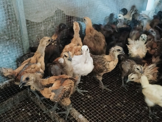 Gà choai - Giải pháp an toàn cho nông hộ không chuyên