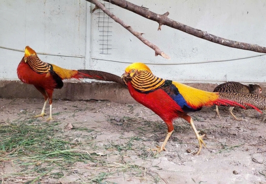 Lông đuôi chim trĩ 7 màu – Vật phẩm phong thủy mang lại may mắn và thịnh vượng