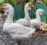 Ngỗng Giống - các loại ngỗng thị trường phổ biến hiện nay