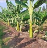 Chuối Sáp - Đặc sản Trà Vinh - Việt Nam
