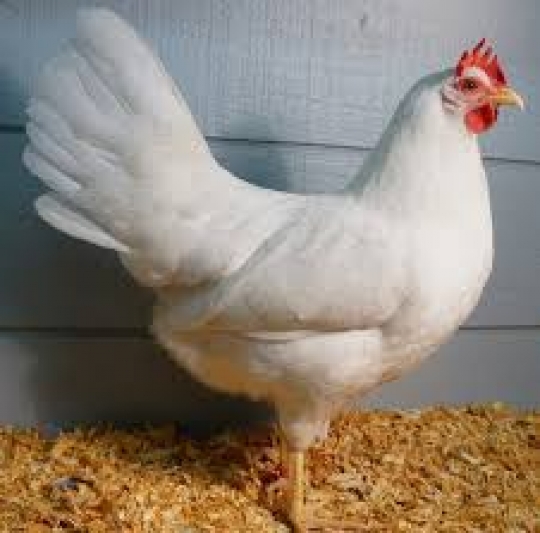Gà siêu trứng trắng - Leghorn