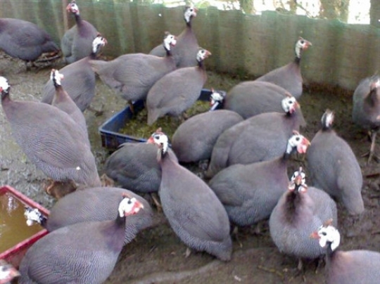 Sức đề kháng của gà sao – Lợi thế vàng cho người chăn nuôi