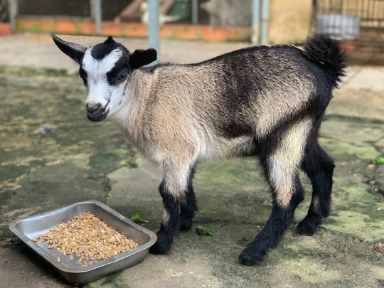 Dê lùn Punny – “ngôi sao thân thiện” không thể thiếu tại Farm du lịch