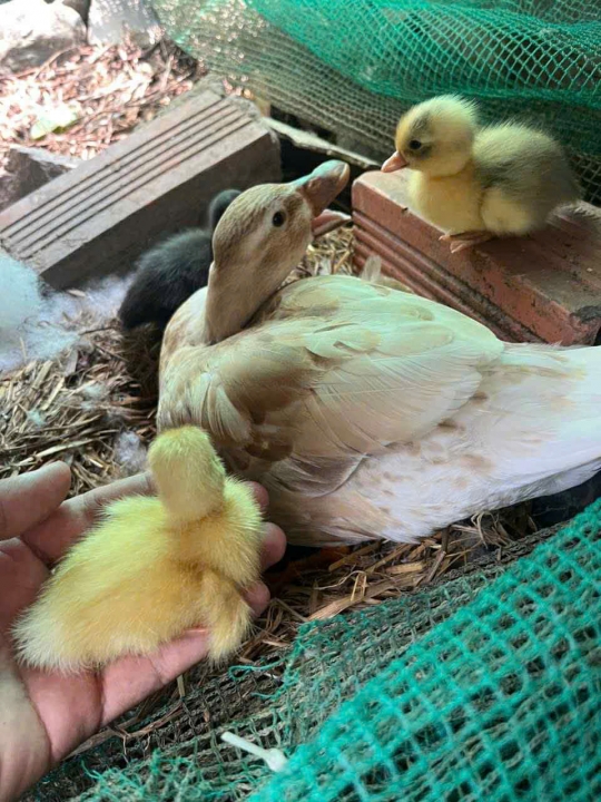 Vịt kiểng Call Duck – Lý do  vì sao dân chơi chim cảnh, thủy cầm mê mẩn đến vậy?