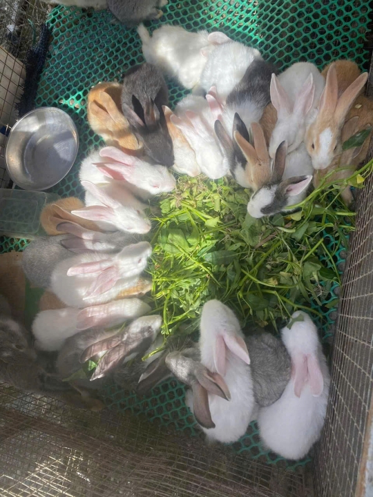 Mô hình nuôi thỏ thả vườn