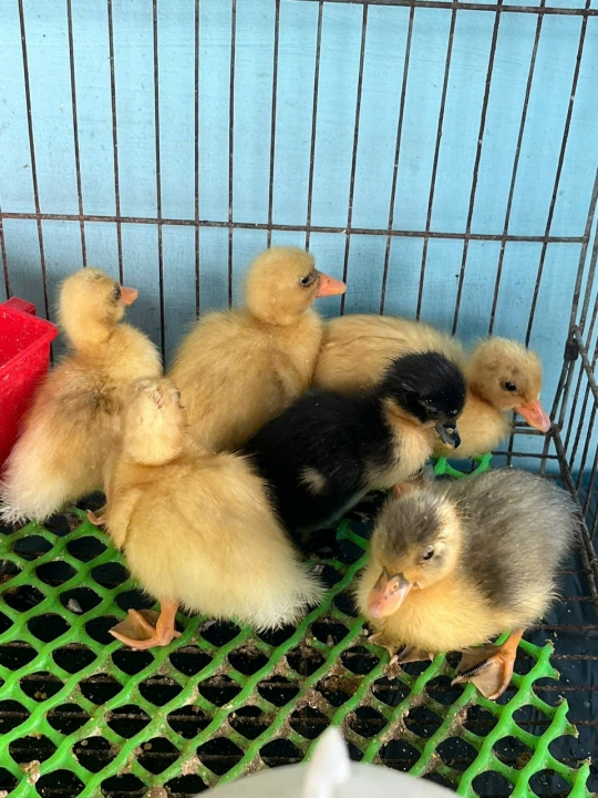 Vịt kiểng Callduck – giống vịt cảnh nhỏ xinh, dễ nuôi, cực kỳ đáng yêu