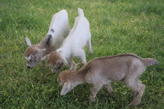 Tại sao nhiều Farm Du lịch sinh thái nuôi dê lun Punny (Pygmy)
