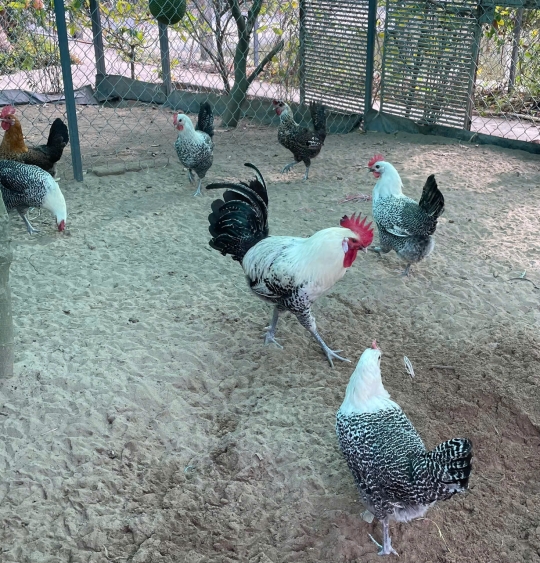 MÔ HÌNH NUÔI GÀ LẤY TRỨNG HIỆU QUẢ KINH TẾ CAO