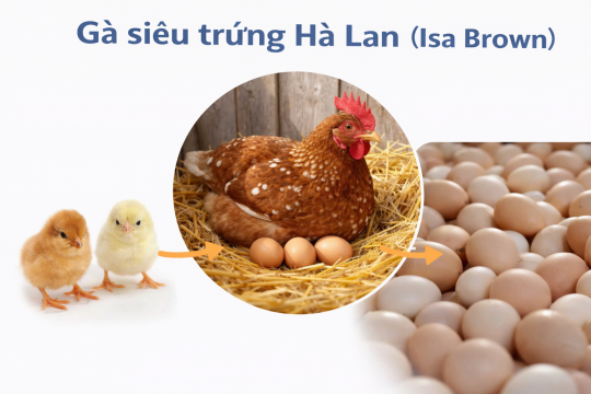 Giống Gà siêu trứng Hà Lan - Isa Brown