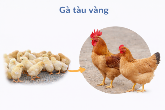 Giống Gà Tàu vàng Việt Nam