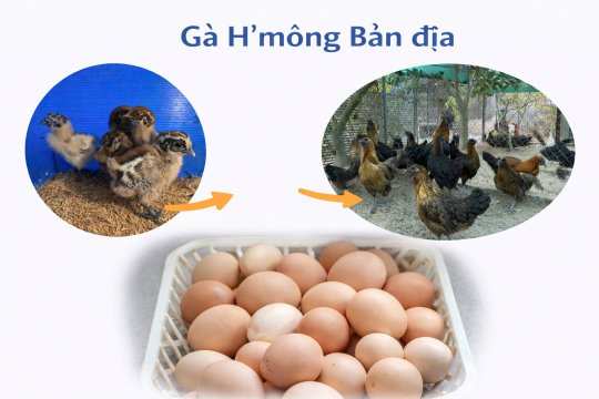 Giống Gà H'Mông Bản địa - Đặc sản Tây Băc