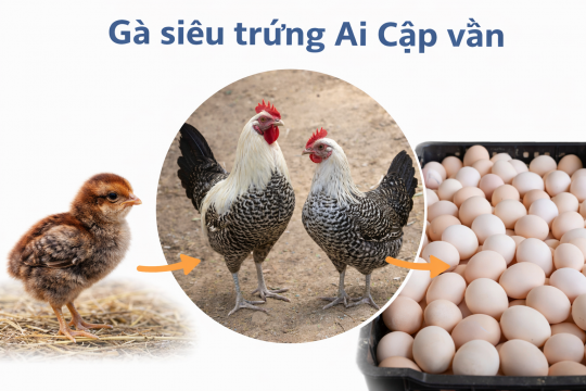 Giống Gà siêu trứng Ai Cập vằn