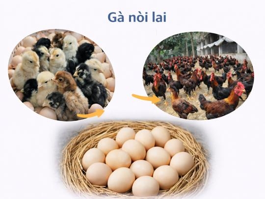 Giống Gà nòi lai  Bình Định