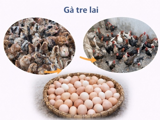 Giống gà tre lai