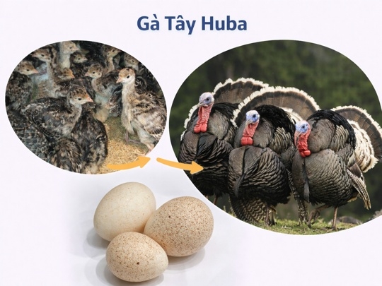 Giống Gà tây Huba