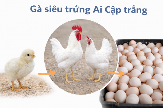 Giống Gà siêu trứng Ai Cập trắng 