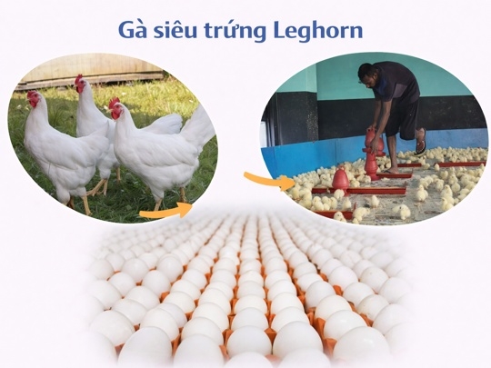 Giống Gà siêu trứng trắng - Leghorn