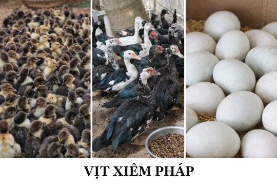 Con giống Vịt xiêm pháp 