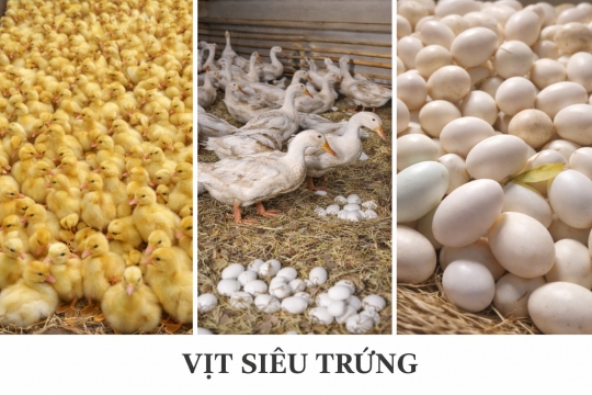 Con giống vịt siêu trứng Thái Lan